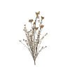 Amapola marron de aspecto seco - l53xd7cmv