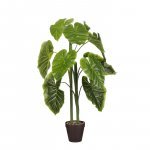 Planta Alocasia