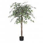 Planta Ficus