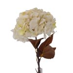 HORTENSIA