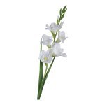 GLADIOLA DECOR 8X10X91CM