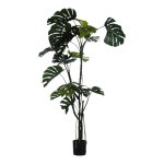 MONSTERA CON POTE