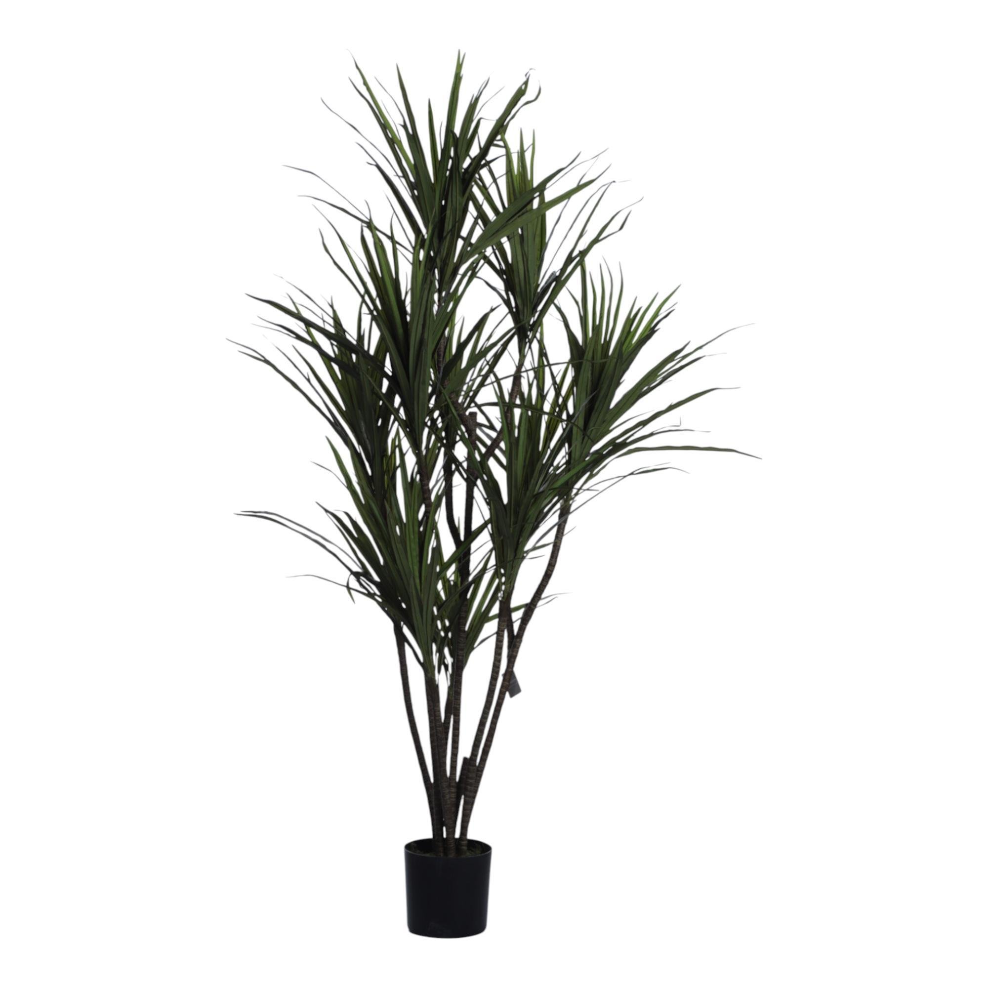 DRACAENA CON POTE
