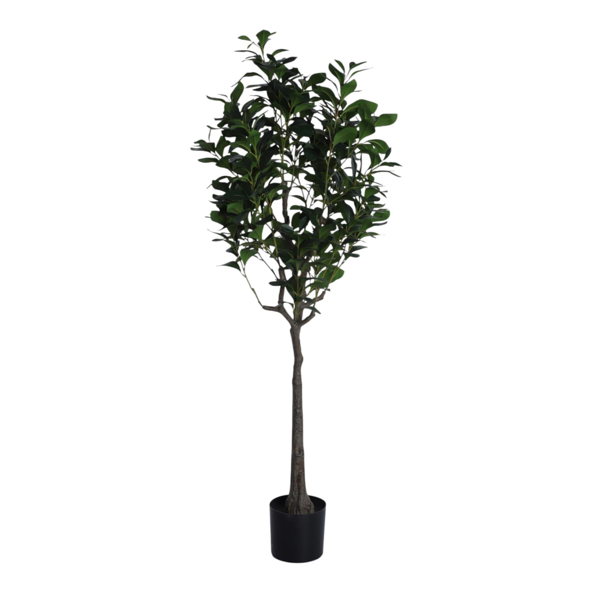 PLANTA CON POTE 70X150X150CM